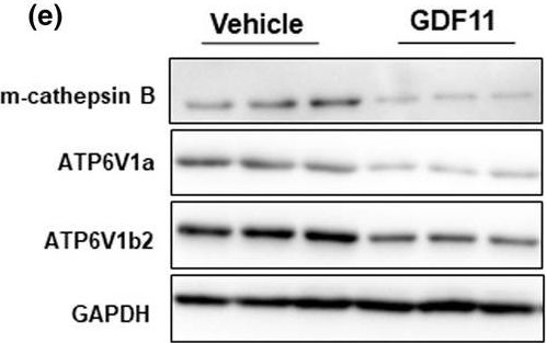 Western blot - Anti-ATP6V1B2 antibody (ab73404), expandable thumbnail