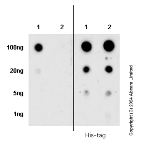 Dot Blot - Anti-ATP6V1B2 antibody [EPR28916-13] (AB322055)