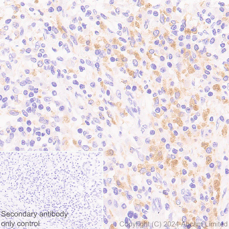 Immunohistochemistry (Formalin/PFA-fixed paraffin-embedded sections) - Anti-ATP6V1B2 antibody [EPR28916-13] (AB322055)