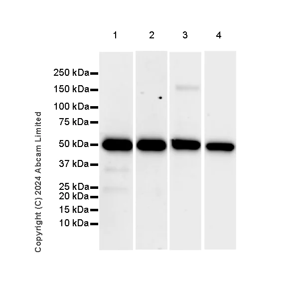 Western blot - Anti-ATP6V1B2 antibody [EPR28916-13] (AB322055)