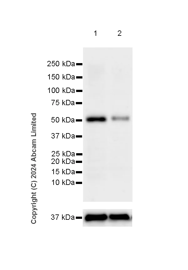 Western blot - Anti-ATP6V1B2 antibody [EPR28916-13] (AB322055)