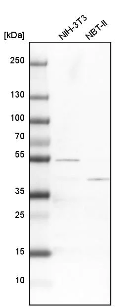 Western blot - Anti-ATP6V1C1 antibody (AB272594)