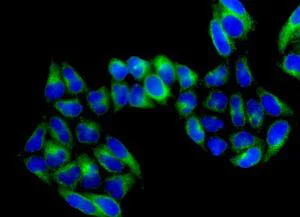 Immunocytochemistry/ Immunofluorescence - Anti-ATP6V1D antibody [EPR11326(B)] - BSA and Azide free (AB249327)