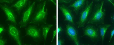 Immunocytochemistry/ Immunofluorescence - Anti-ATP6V1E1 antibody (AB111733)