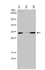 Western blot - Anti-ATP6V1E1 antibody (AB111733)