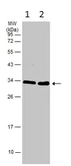 Western blot - Anti-ATP6V1E1 antibody (AB111733)