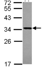 Western blot - Anti-ATP6V1E1 antibody (AB111733), expandable thumbnail