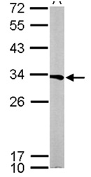 Western blot - Anti-ATP6V1E1 antibody (AB111733), expandable thumbnail
