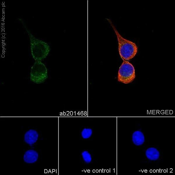 Immunocytochemistry/ Immunofluorescence - Anti-ATP6V1E1 antibody [EPR19602] - BSA and Azide free (AB251348)
