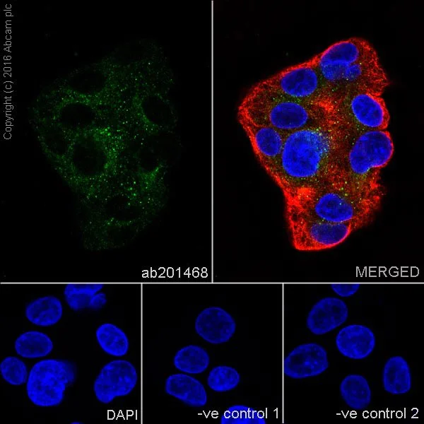 Immunocytochemistry/ Immunofluorescence - Anti-ATP6V1E1 antibody [EPR19602] - BSA and Azide free (AB251348)
