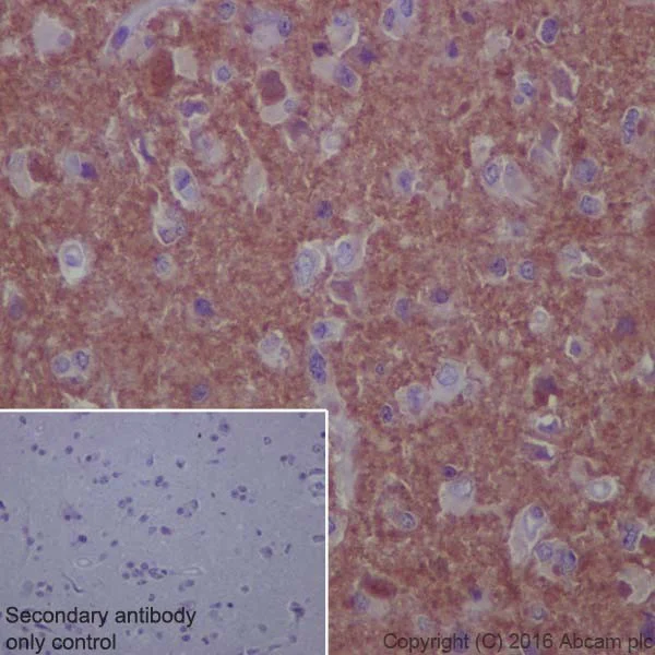 Immunohistochemistry (Formalin/PFA-fixed paraffin-embedded sections) - Anti-ATP6V1E1 antibody [EPR19602] - BSA and Azide free (AB251348)