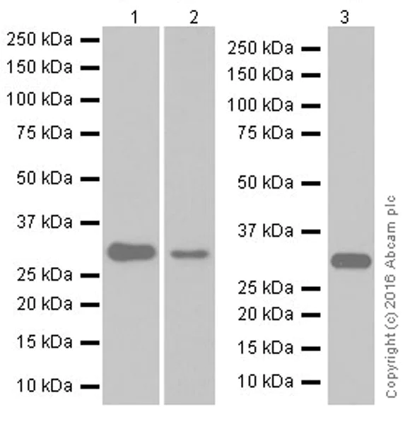 Western blot - Anti-ATP6V1E1 antibody [EPR19602] - BSA and Azide free (AB251348)
