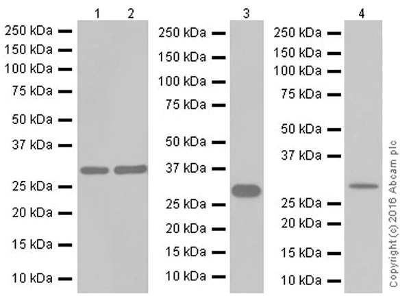 Western blot - Anti-ATP6V1E1 antibody [EPR19602] - BSA and Azide free (AB251348)