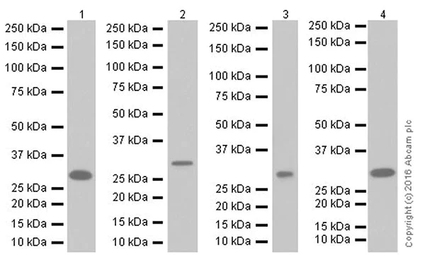 Western blot - Anti-ATP6V1E1 antibody [EPR19602] - BSA and Azide free (AB251348)