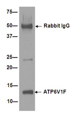 Immunoprecipitation - Anti-ATP6V1F antibody [EPR15053] (AB190789)