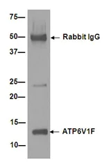 Immunoprecipitation - Anti-ATP6V1F antibody [EPR15053] - BSA and Azide free (AB251033)