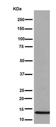 Western blot - Anti-ATP6V1F antibody [EPR15053] - BSA and Azide free (AB251033)
