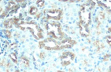 Immunohistochemistry paraffin embedded sections - Anti-ATP6V1H antibody [HL1316] (AB308579), expandable thumbnail