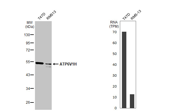 Western blot - Anti-ATP6V1H antibody [HL1316] (AB308579), expandable thumbnail