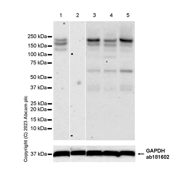 Western blot - Anti-ATP7A antibody [EPR27493-139] - BSA and Azide free (AB308525)