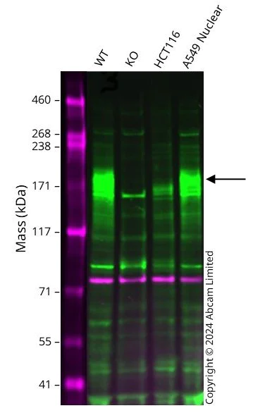 Western blot - Anti-ATP7A antibody [EPR27493-139] - BSA and Azide free (AB308525)