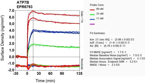 OI-RD Scanning - Anti-ATP7b antibody [EPR6793] (AB131208)