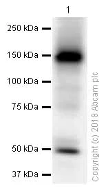 Western blot - Anti-ATP7b antibody [EPR6794] (AB124973)