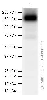 Western blot - Anti-ATP7b antibody [EPR6794] (AB124973)