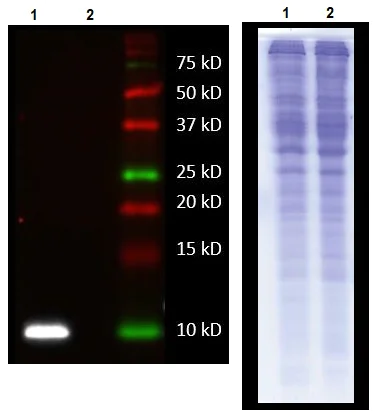 Western blot - Anti-ATP8 antibody [1G3-1H11-1C3] (AB243667)