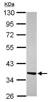 Western blot - Anti-ATPAF1 antibody (AB101518)