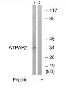 Western blot - Anti-ATPAF2 antibody (AB74235)