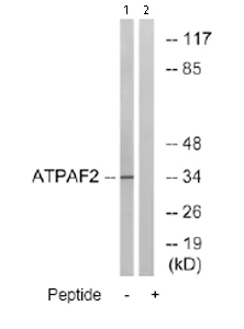 Western blot - Anti-ATPAF2 antibody (AB74235)