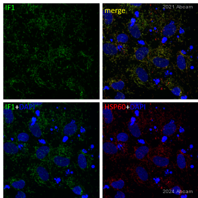 Anti-ATPase Inhibitory Factor 1/IF1 antibody [5E2D7] (ab110277