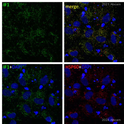 Immunocytochemistry - Anti-ATPase Inhibitory Factor 1/IF1 antibody [5E2D7] (AB110277)