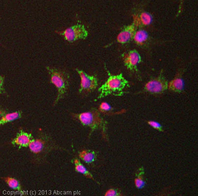 Immunocytochemistry/ Immunofluorescence - Anti-ATPase Inhibitory Factor 1/IF1 antibody [5E2D7] (AB110277)