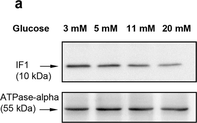 Western blot - Anti-ATPase Inhibitory Factor 1/IF1 antibody [5E2D7] (AB110277)