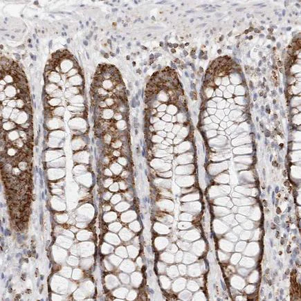 Immunohistochemistry (Formalin/PFA-fixed paraffin-embedded sections) - Anti-ATPase Inhibitory Factor 1/IF1 antibody (AB223779)