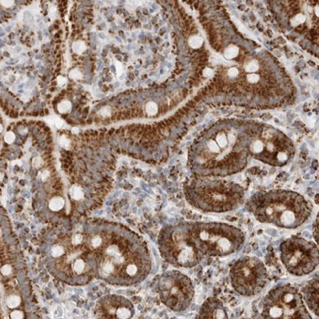 Immunohistochemistry (Formalin/PFA-fixed paraffin-embedded sections) - Anti-ATPase Inhibitory Factor 1/IF1 antibody (AB223779)