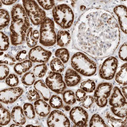 Immunohistochemistry (Formalin/PFA-fixed paraffin-embedded sections) - Anti-ATPase Inhibitory Factor 1/IF1 antibody (AB223779)
