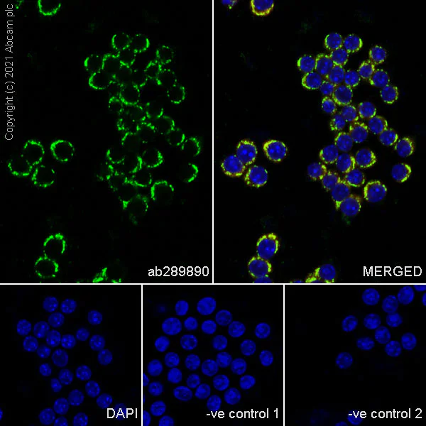 Immunocytochemistry/ Immunofluorescence - Anti-ATPB antibody [10/ATP] - Mitochondrial Marker (AB289890)