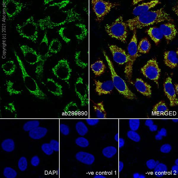 Immunocytochemistry/ Immunofluorescence - Anti-ATPB antibody [10/ATP] - Mitochondrial Marker (AB289890)