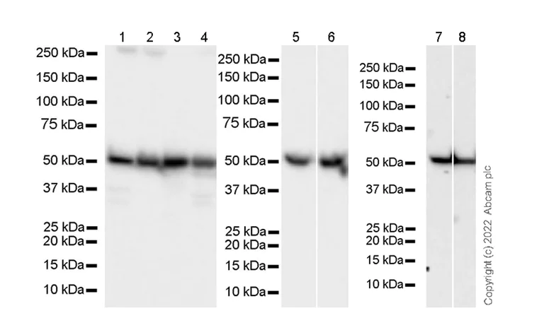 Western blot - Anti-ATPB antibody [10/ATP] - Mitochondrial Marker (AB289890)