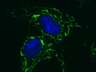 Immunocytochemistry/ Immunofluorescence - Anti-ATPB antibody [3D5] - Mitochondrial Marker (AB14730), expandable thumbnail