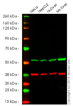 Western blot - Anti-ATPB antibody [3D5] - Mitochondrial Marker (AB14730), expandable thumbnail