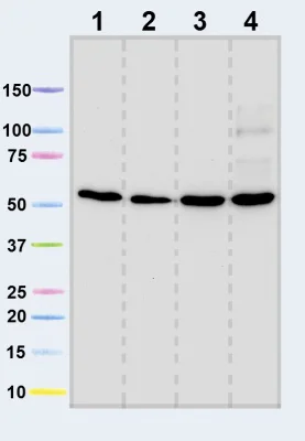 Western blot - Anti-ATPB antibody [3D5] - Mitochondrial Marker (AB14730)