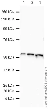 Western blot - Anti-ATPB antibody [3D5] - Mitochondrial Marker (AB14730)