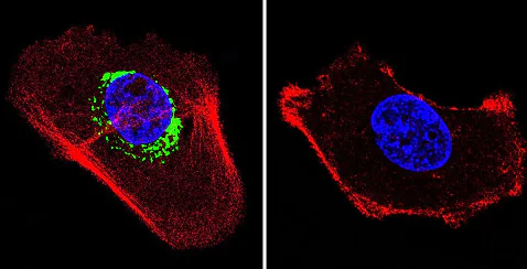 Immunocytochemistry/ Immunofluorescence - Anti-ATPB antibody [4.3E8.D10] - Mitochondrial Marker (AB5432)