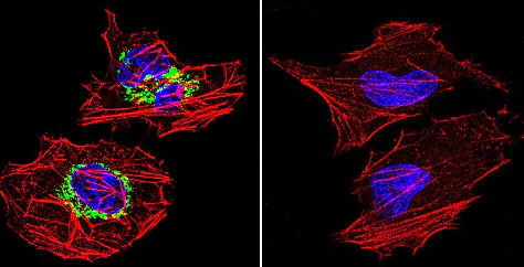 Immunocytochemistry/ Immunofluorescence - Anti-ATPB antibody [4.3E8.D10] - Mitochondrial Marker (AB5432)