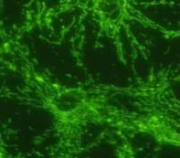 Immunocytochemistry/ Immunofluorescence - Anti-ATPB antibody [4.3E8.D10] - Mitochondrial Marker (AB5432)