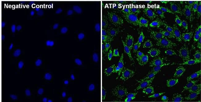 Immunocytochemistry/ Immunofluorescence - Anti-ATPB antibody [4.3E8.D10] - Mitochondrial Marker (AB5432)